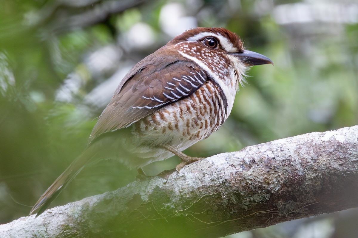 Short-legged Ground-Roller - ML646293117