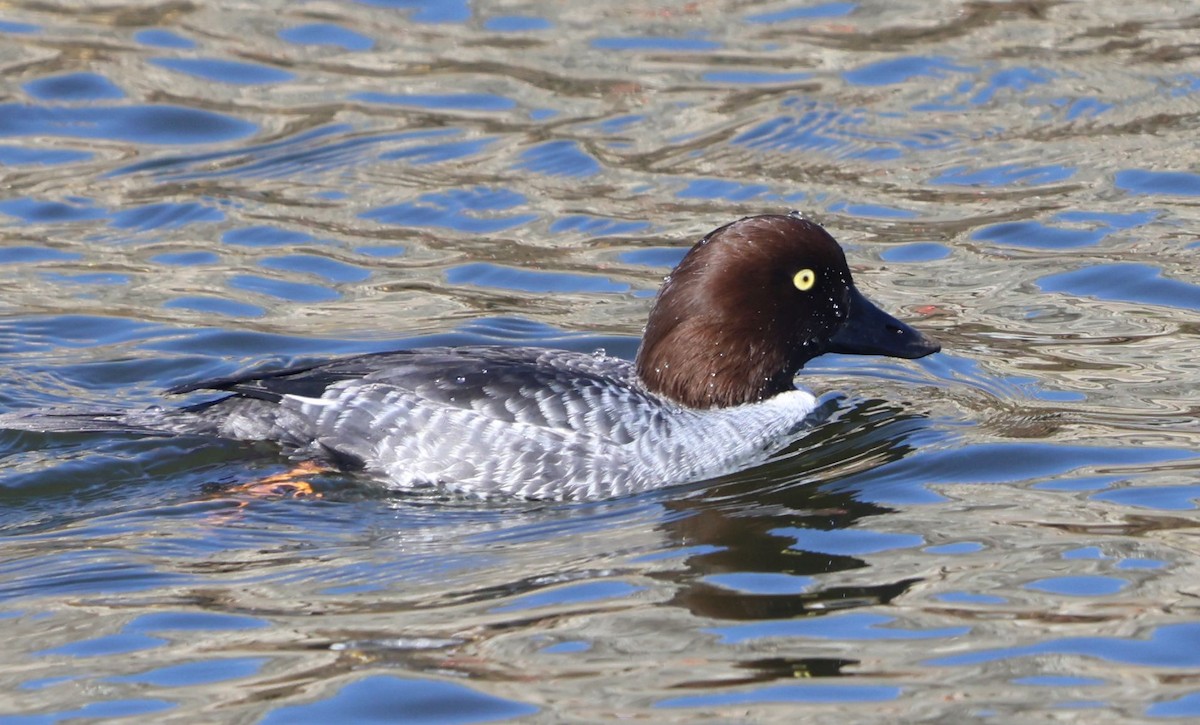 鵲鴨 - ML646293118