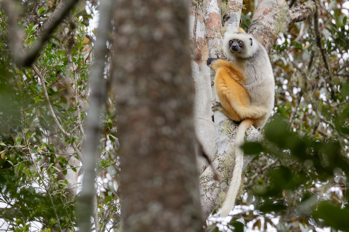 Diademed Sifaka - ML646293119