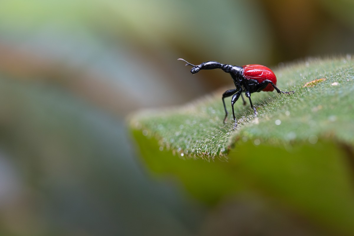 Giraffe Weevil - ML646293123