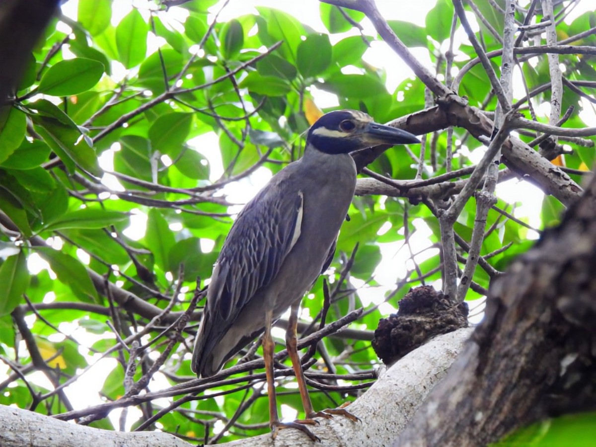 Yellow-crowned Night Heron - ML646293125