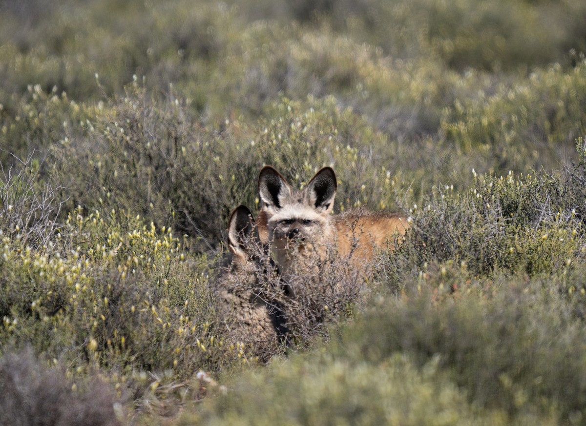Bat-eared Fox - ML646293137