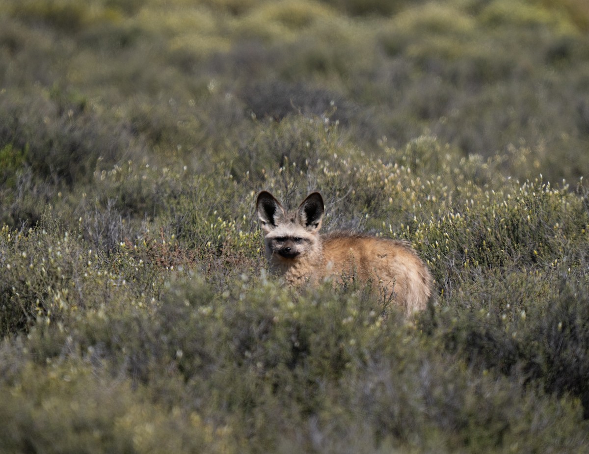 Bat-eared Fox - ML646293138
