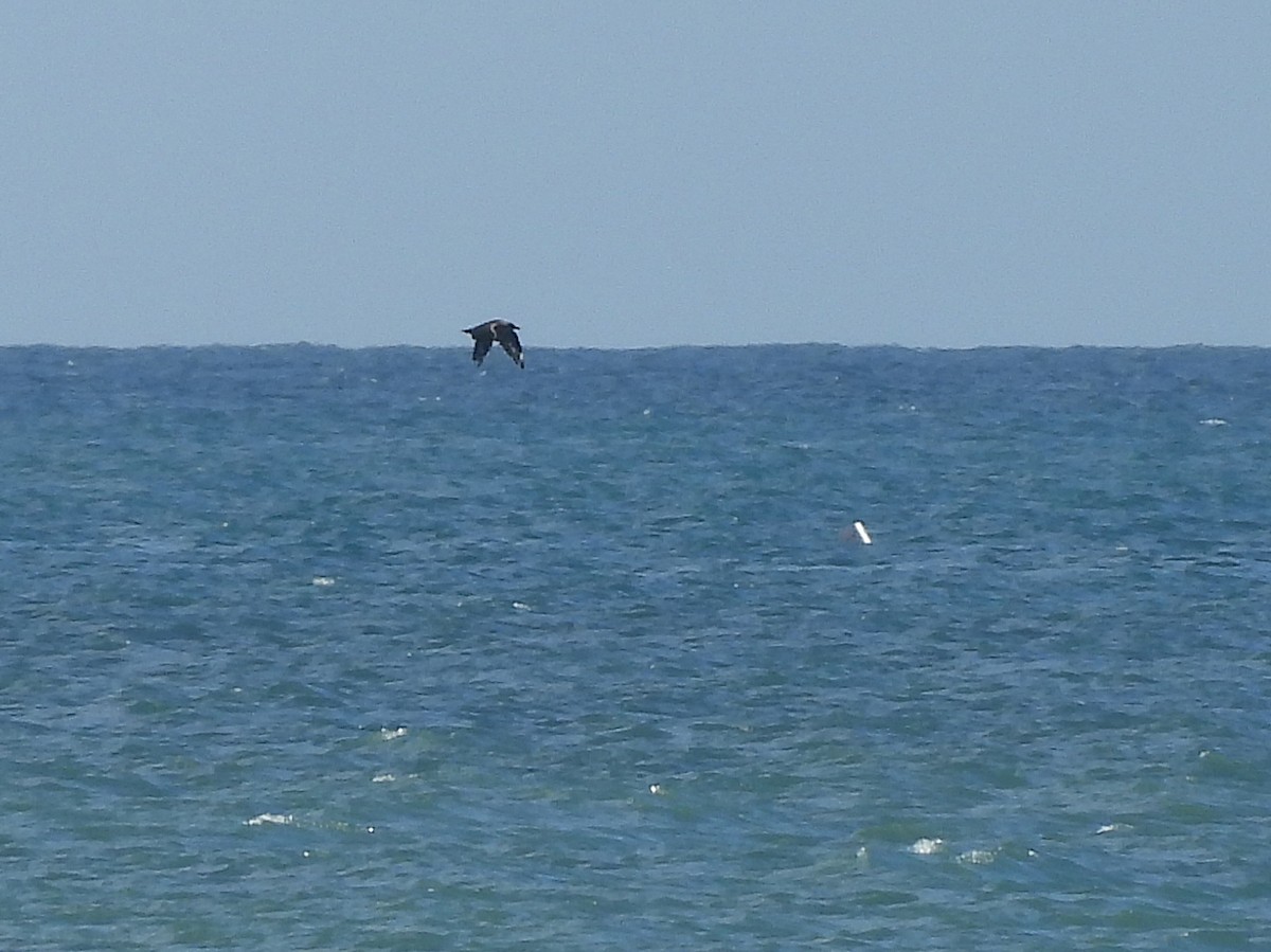 Great Skua - ML646293141