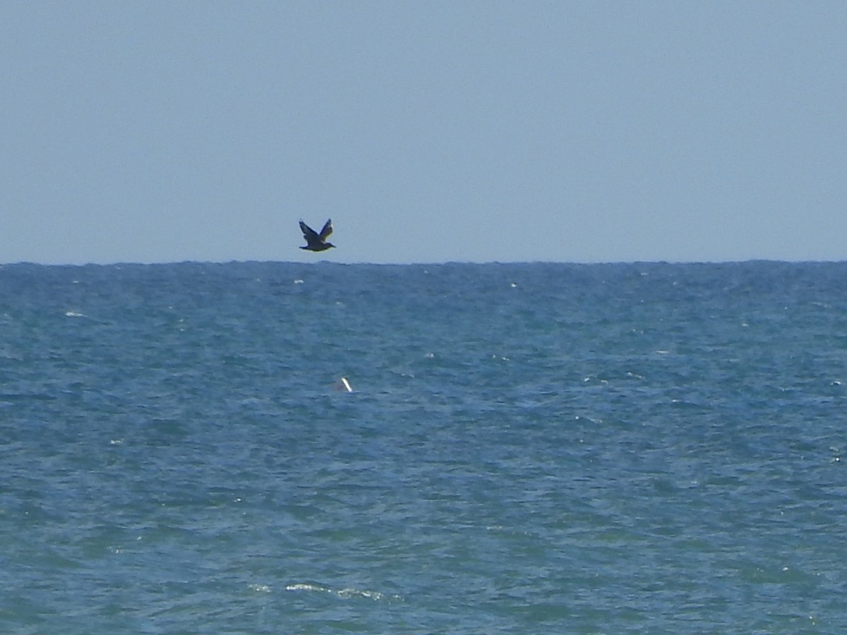 Great Skua - ML646293142