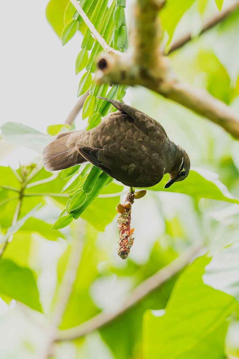 holub okrovohrdlý - ML646293152