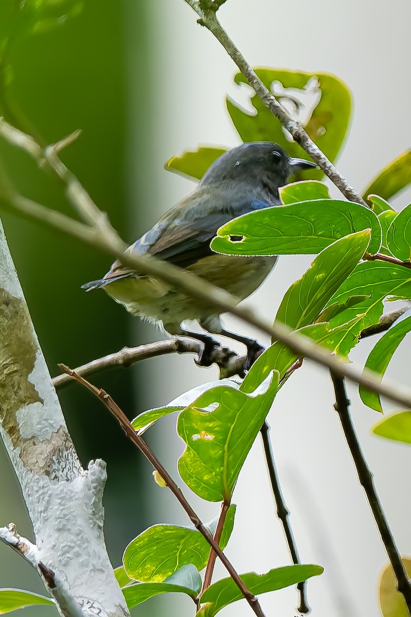 květozob malý - ML646293157