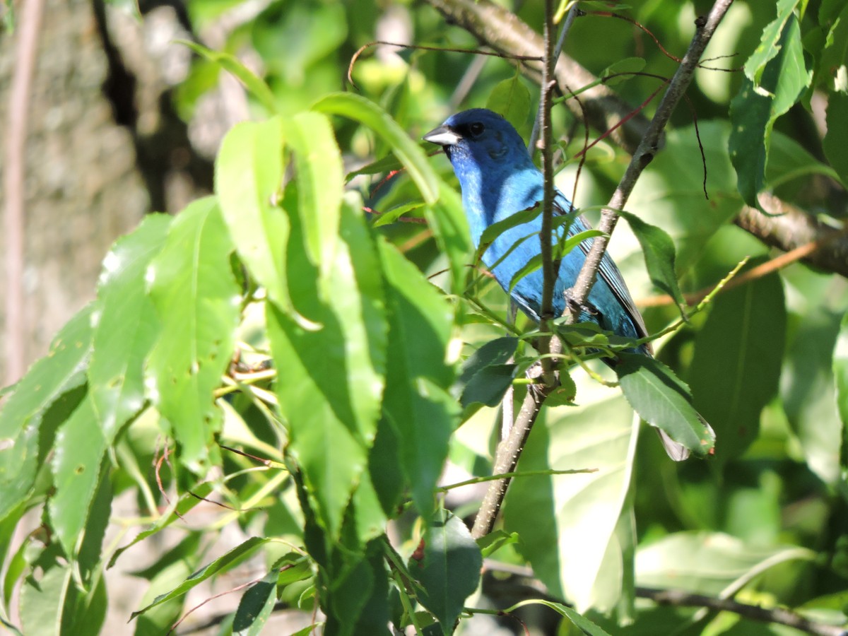 Passerin indigo - ML646293167