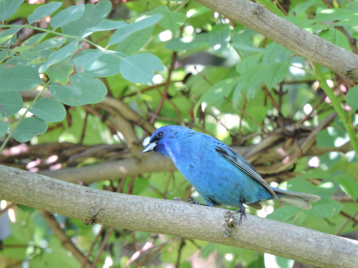 Passerin indigo - ML646293169