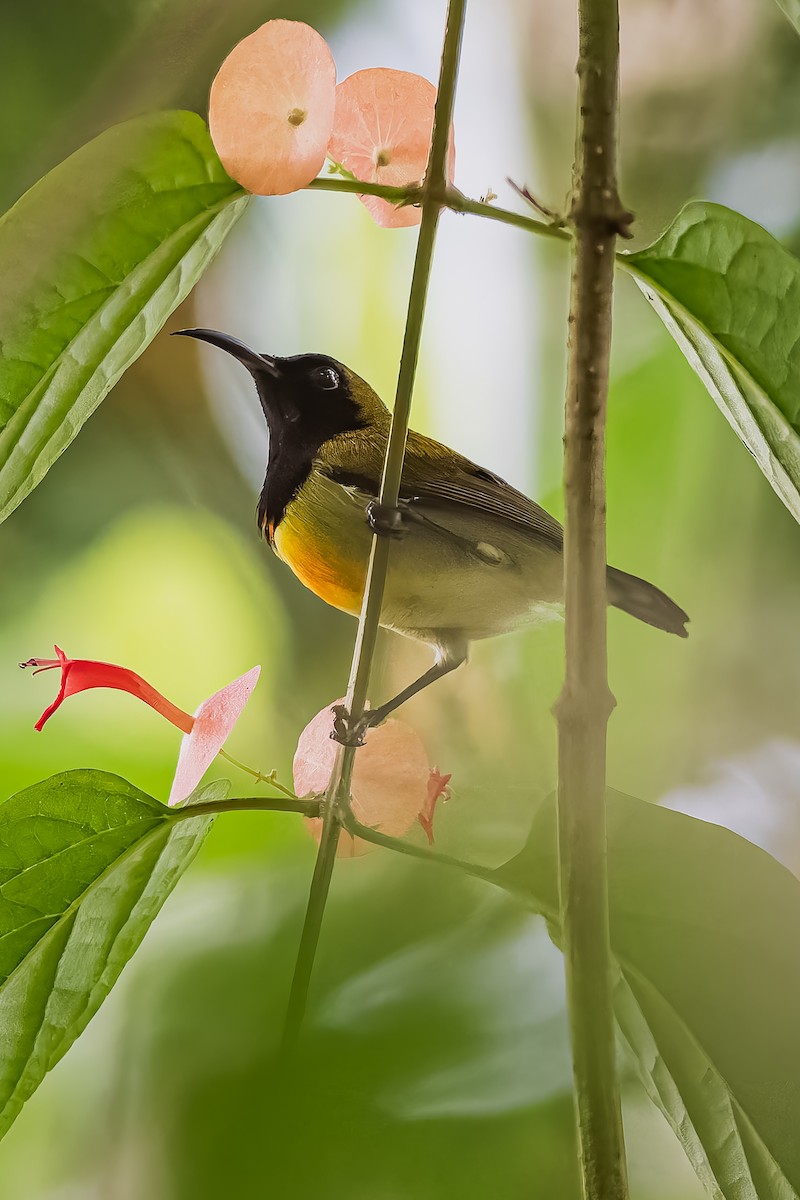 Feuerbrust-Nektarvogel - ML646293170