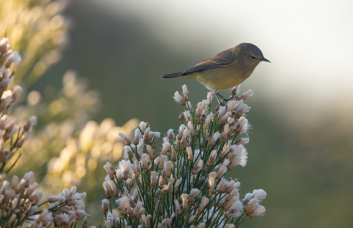 Orange-crowned Warbler - ML646293173