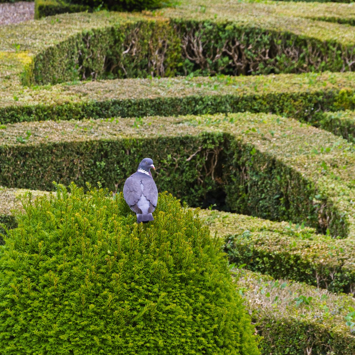 Common Wood-Pigeon - ML646293180