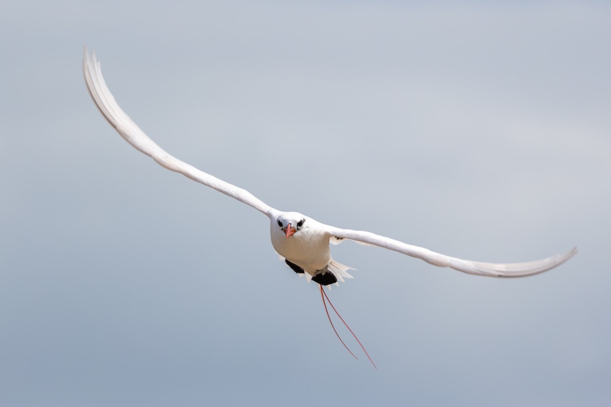 Red-tailed Tropicbird - ML646293181