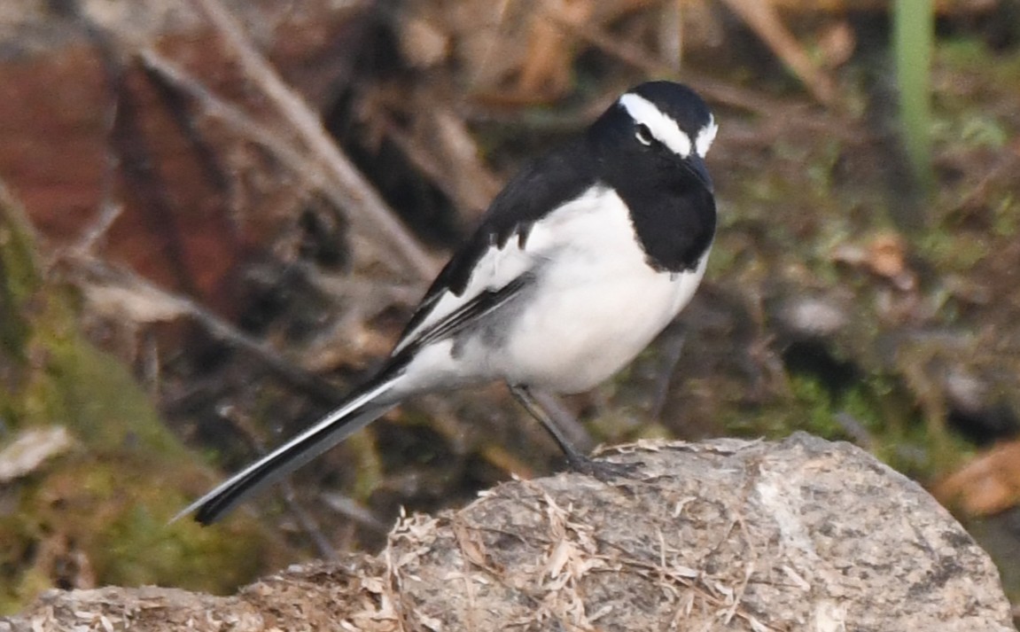 White-browed Wagtail - ML646293185