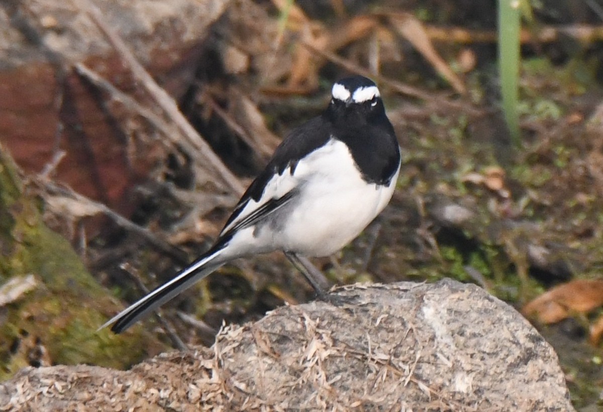 White-browed Wagtail - ML646293187
