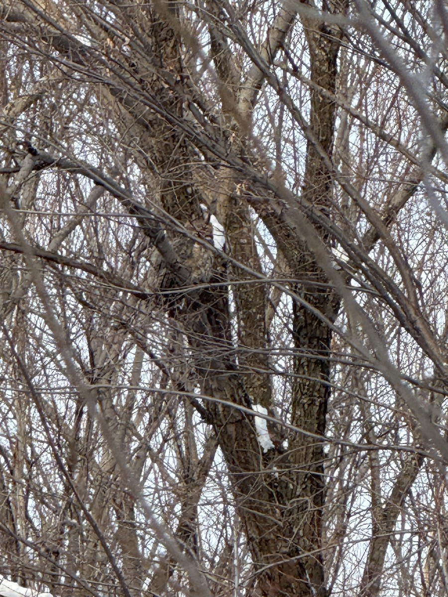Great Horned Owl - ML646293200