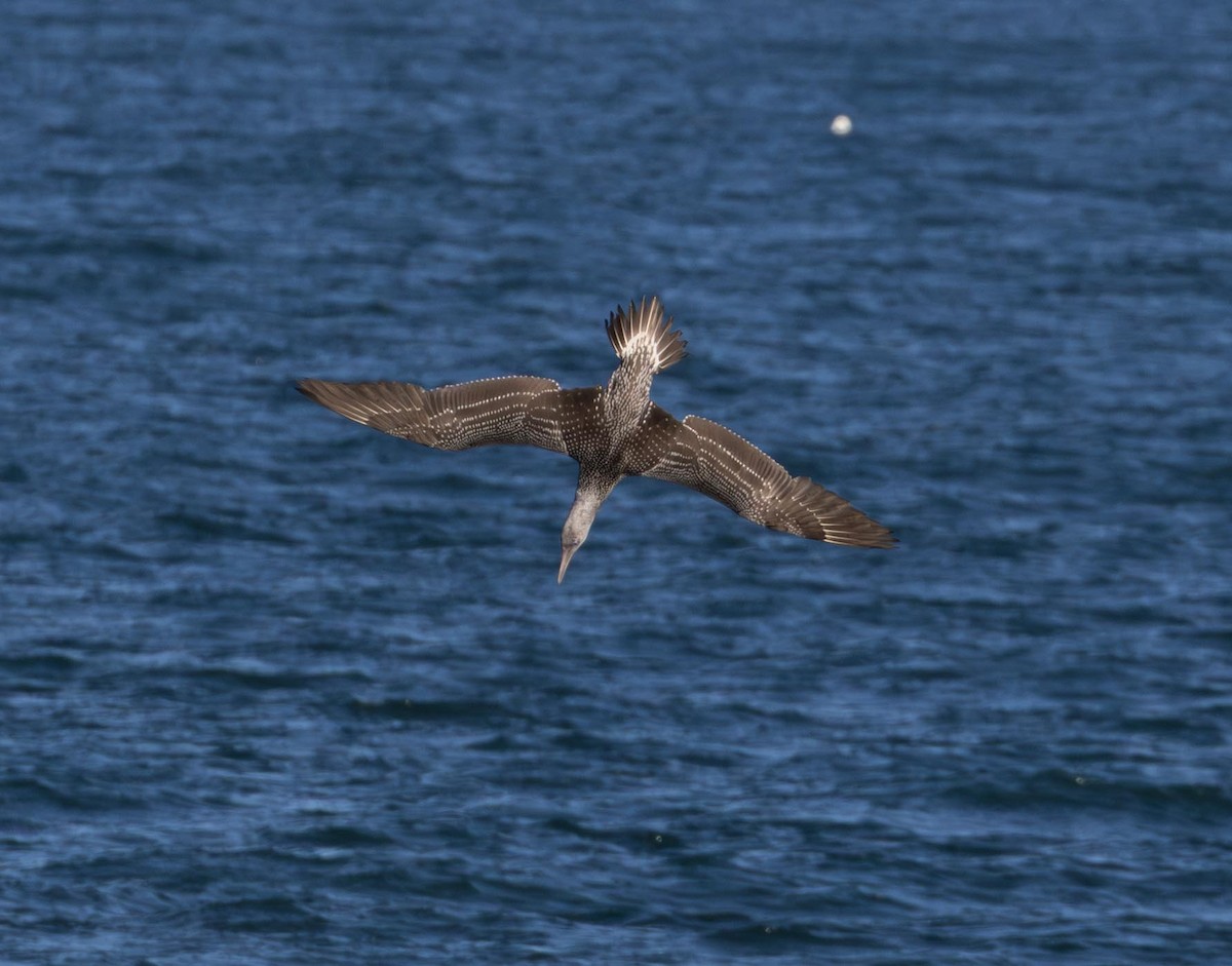 Northern Gannet - ML646293201