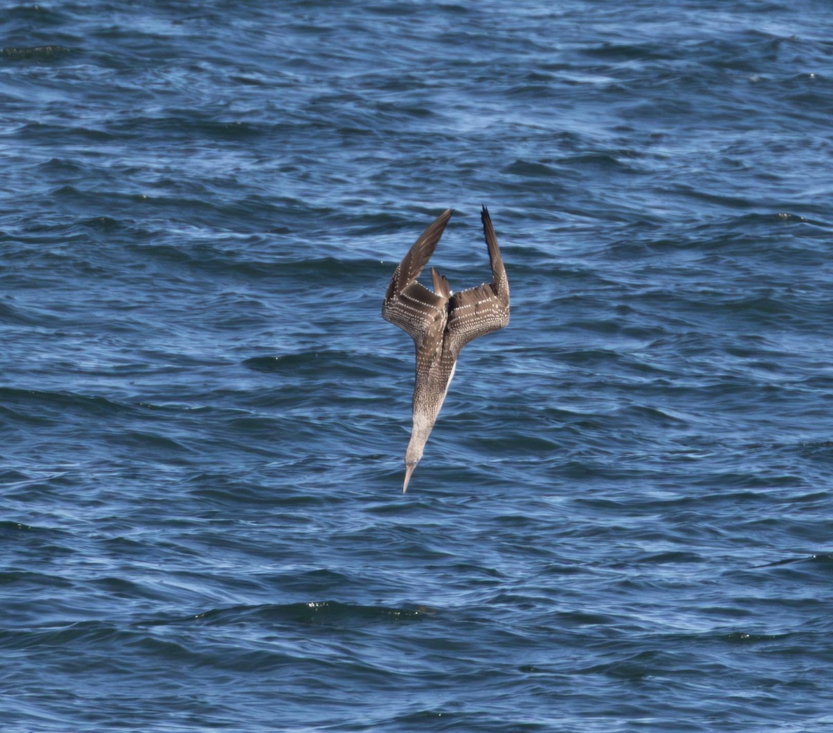 Northern Gannet - ML646293202
