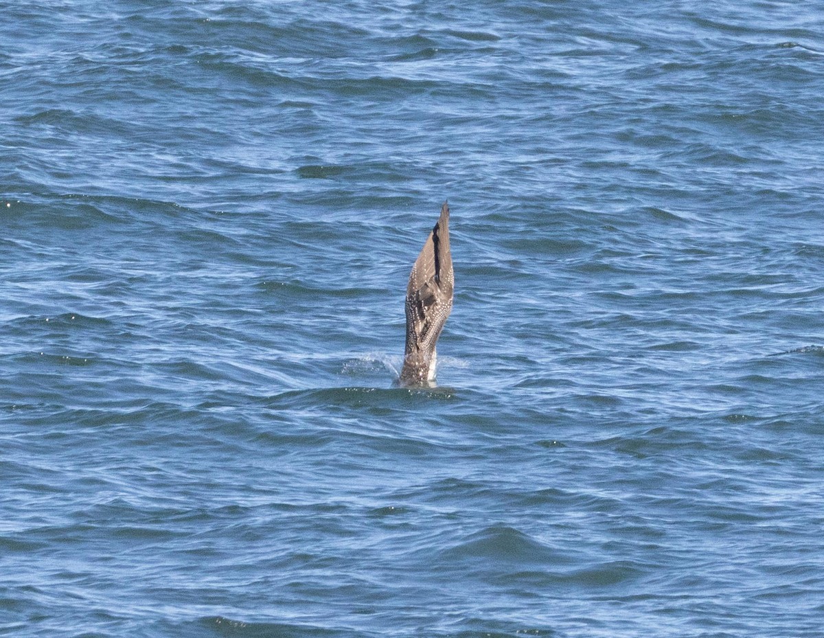 Northern Gannet - ML646293203