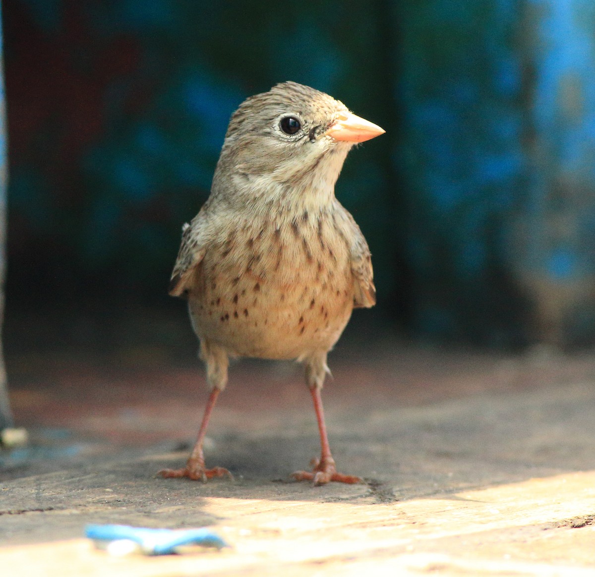 Escribano Cabecigrís - ML646293204