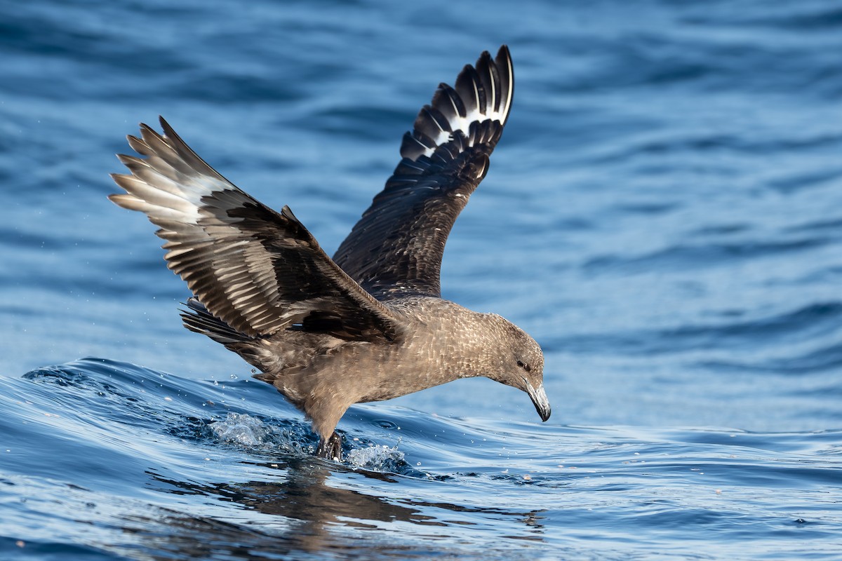 Págalo Subantártico (lonnbergi) - ML646293205