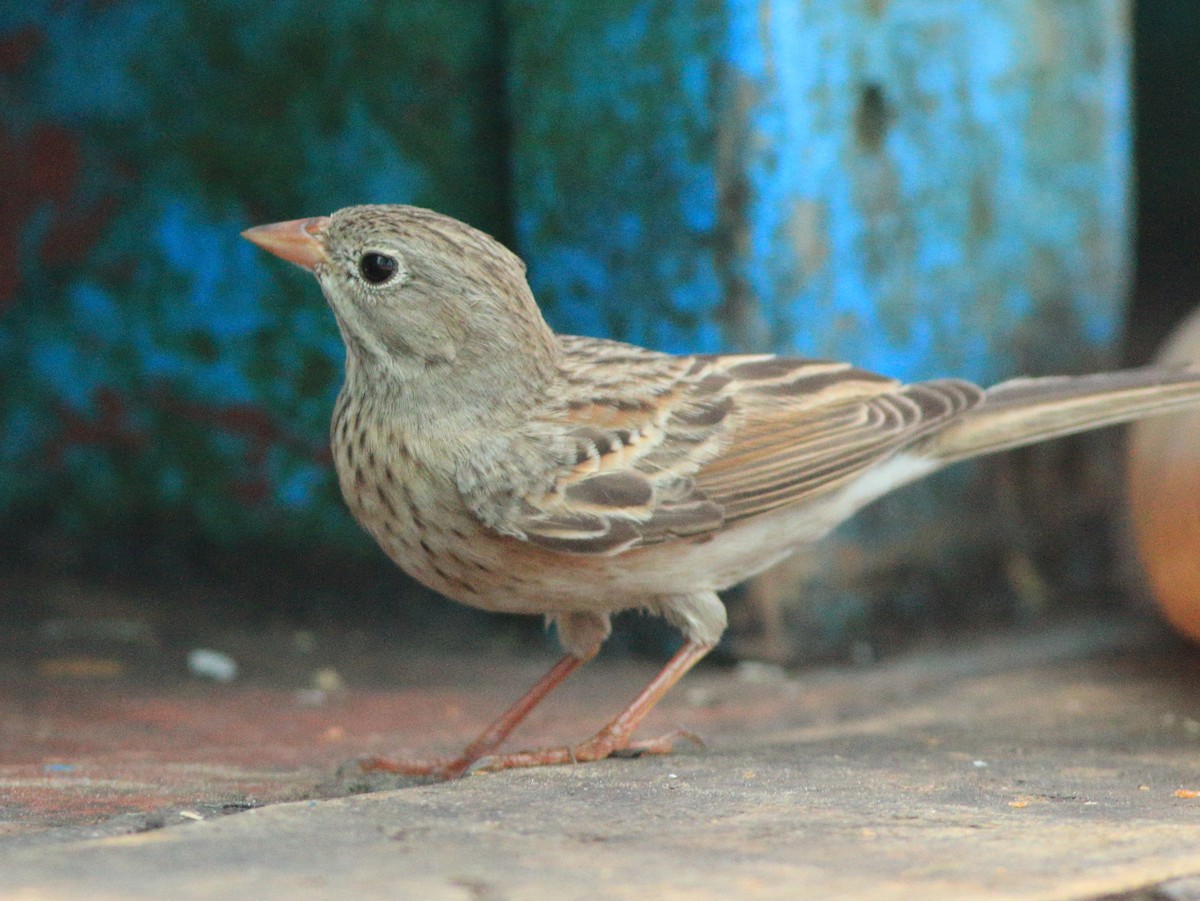 Escribano Cabecigrís - ML646293206