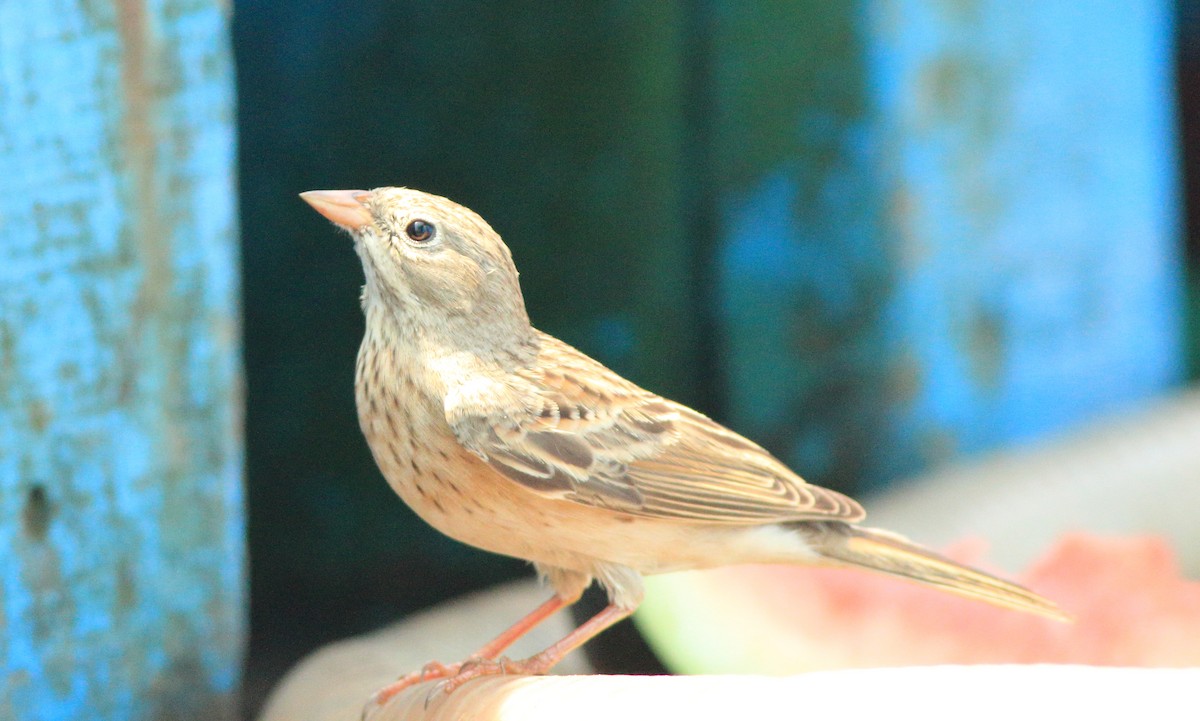 Escribano Cabecigrís - ML646293207