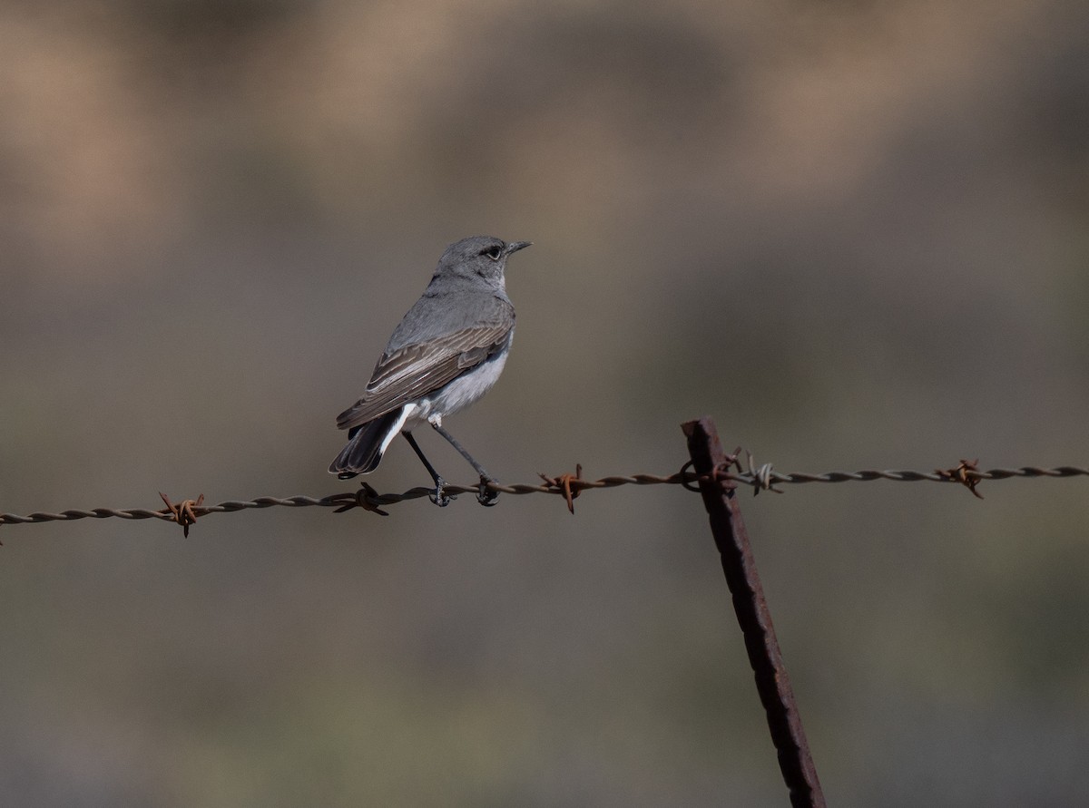 Colinegro del Karoo - ML646293209