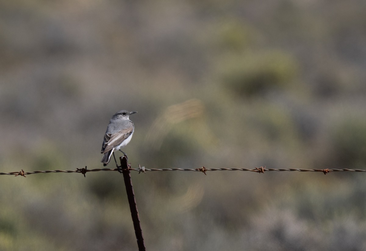 Colinegro del Karoo - ML646293210