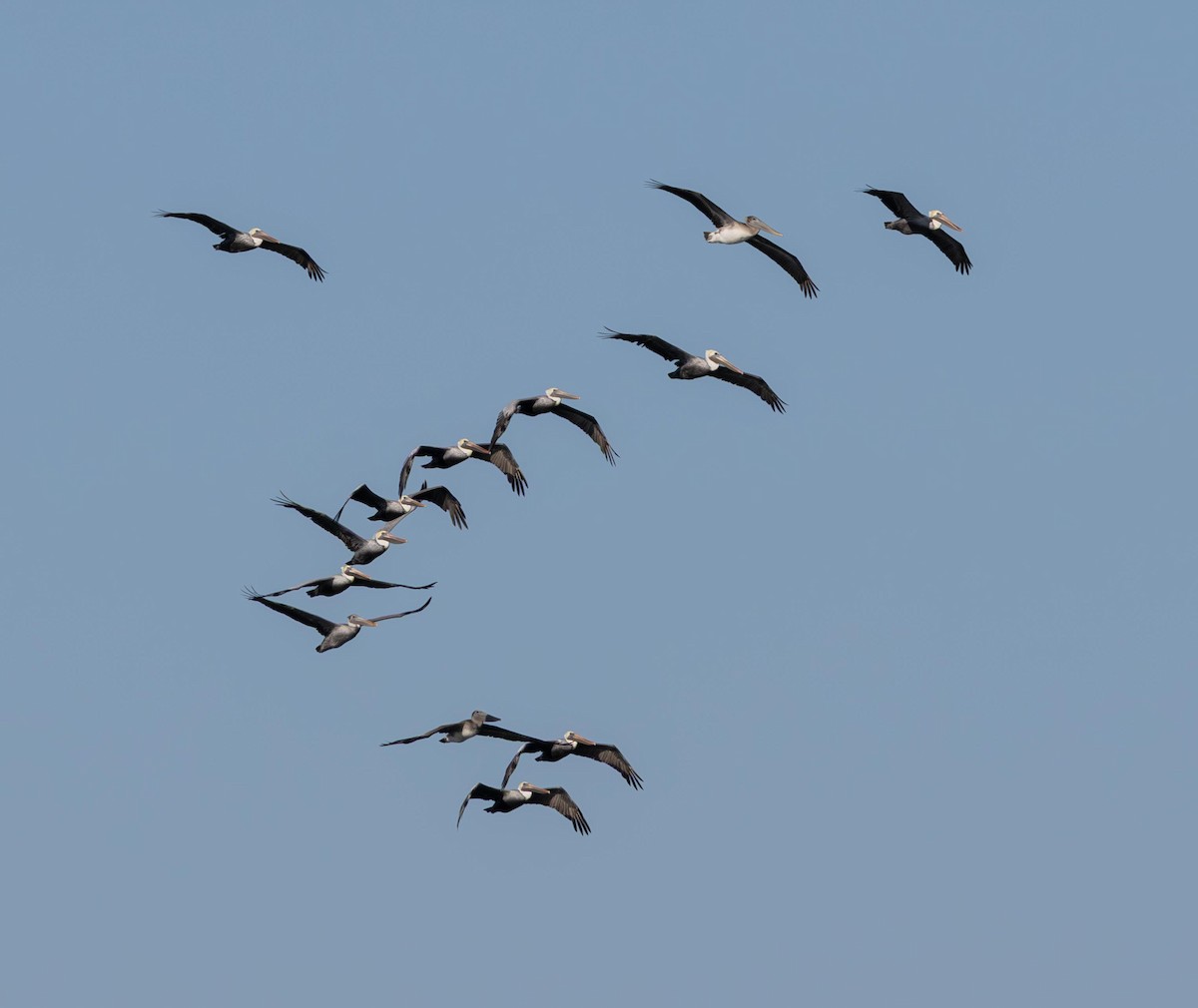 Pelícano Pardo - ML646293211