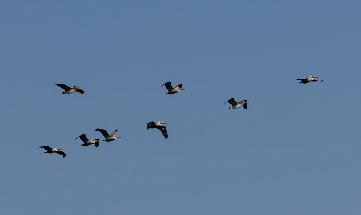 Pelícano Pardo - ML646293212