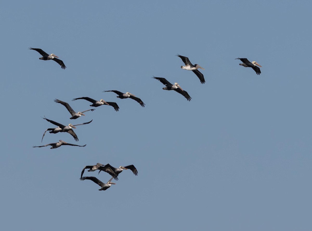 Pelícano Pardo - ML646293213