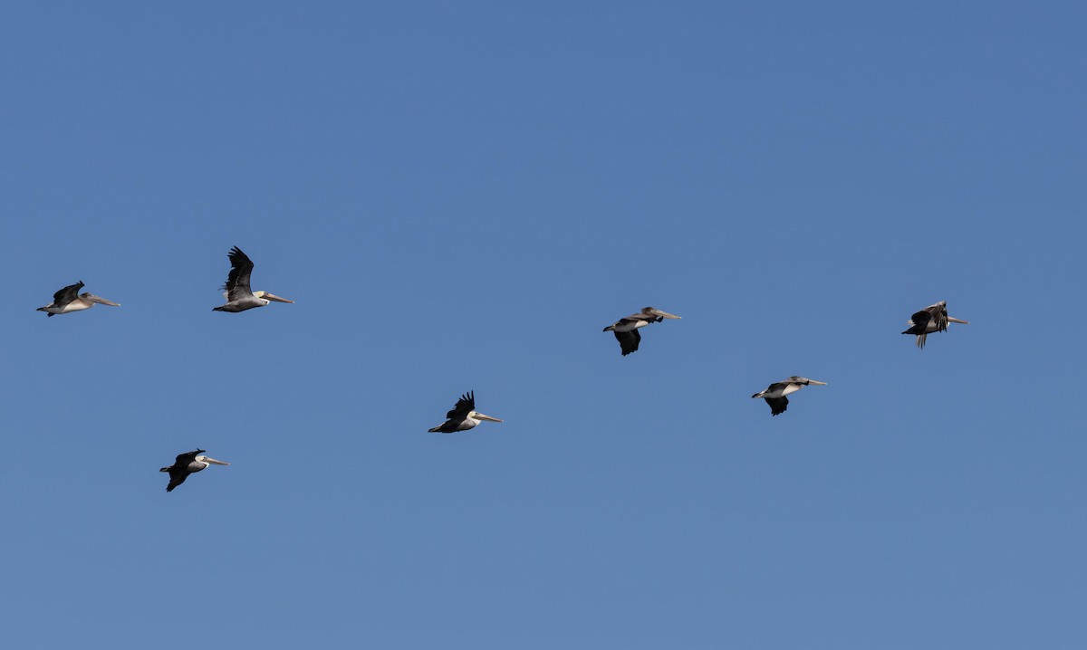 Pelícano Pardo - ML646293214