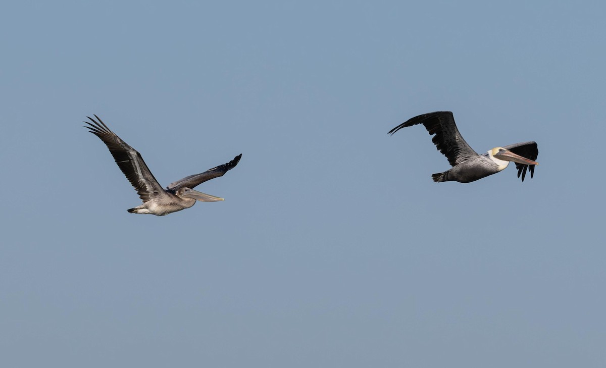 Pelícano Pardo - ML646293216