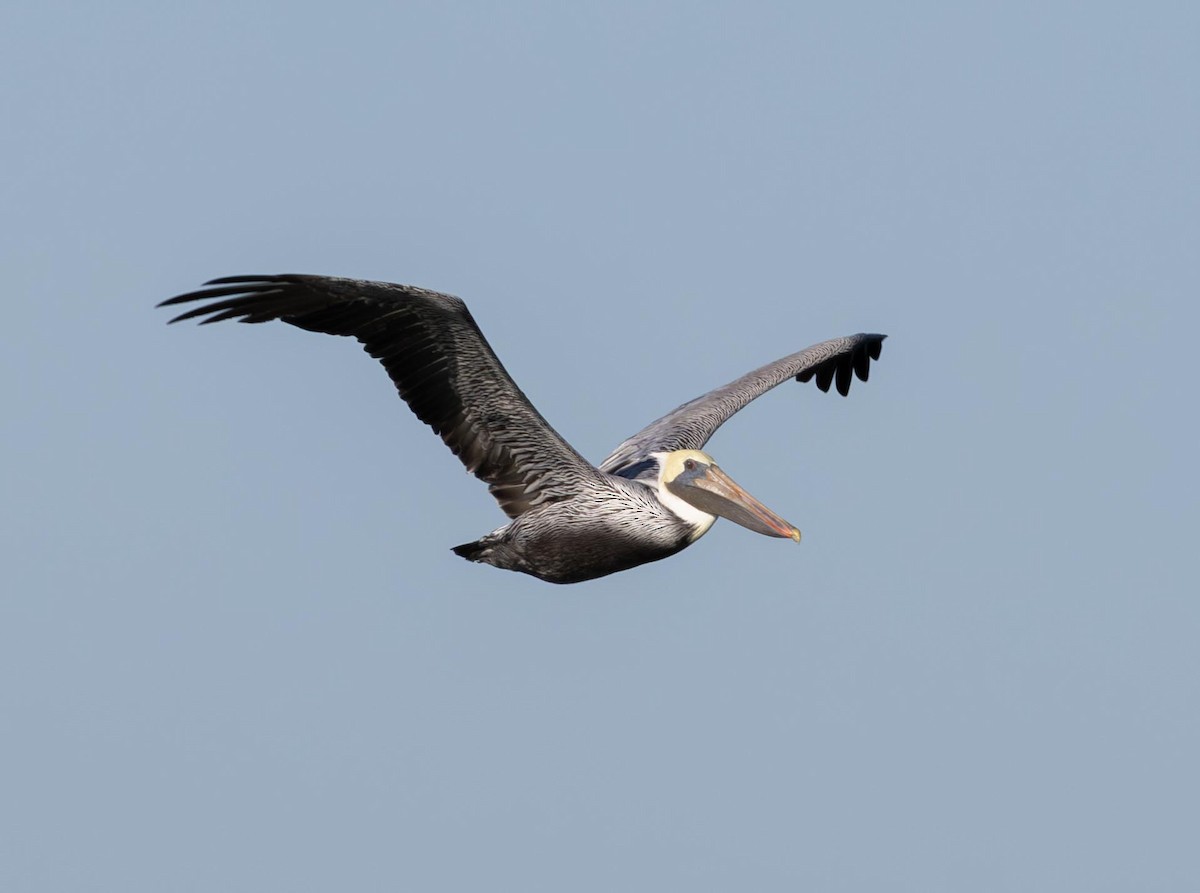 Pelícano Pardo - ML646293217