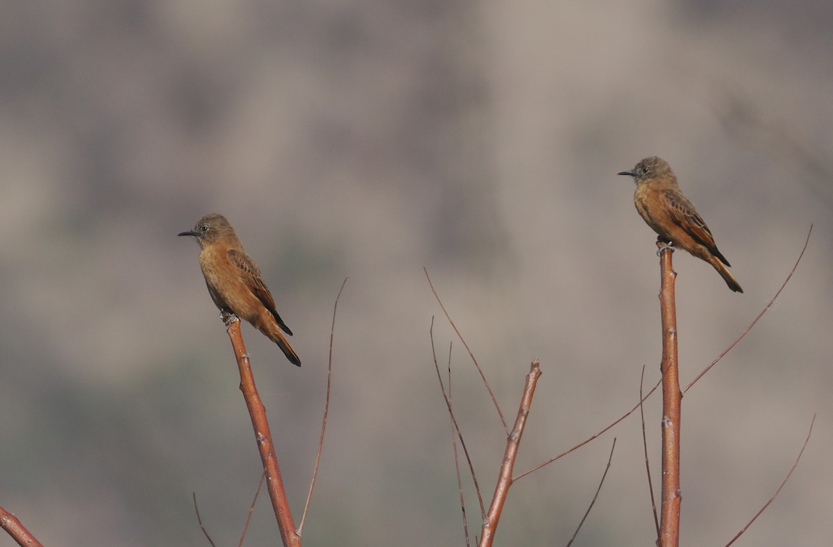 Birro Roquero (Belicoso) - ML646293220