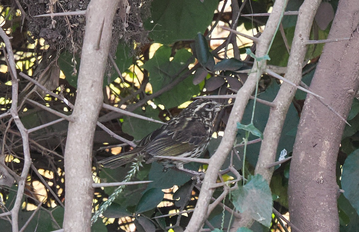 Serín Estriado - ML646293221