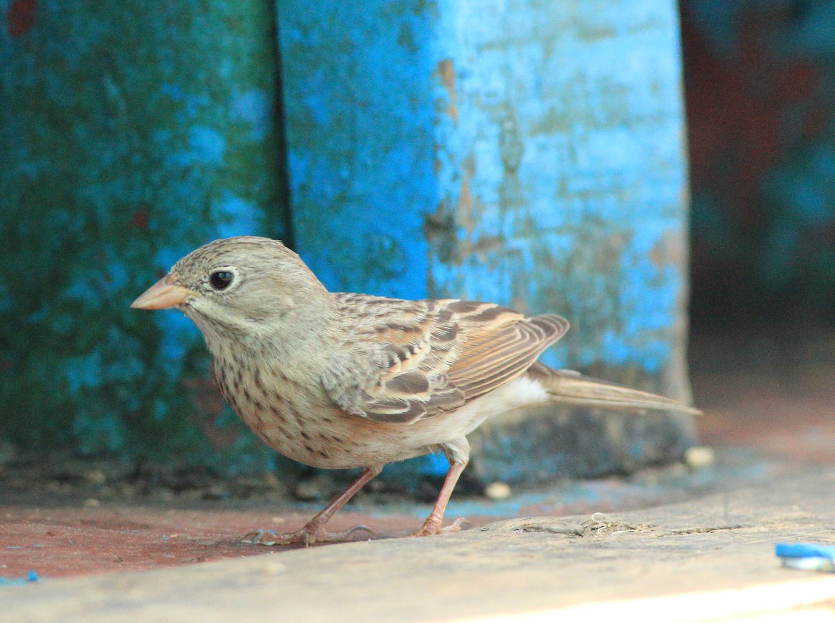 Escribano Cabecigrís - ML646293222