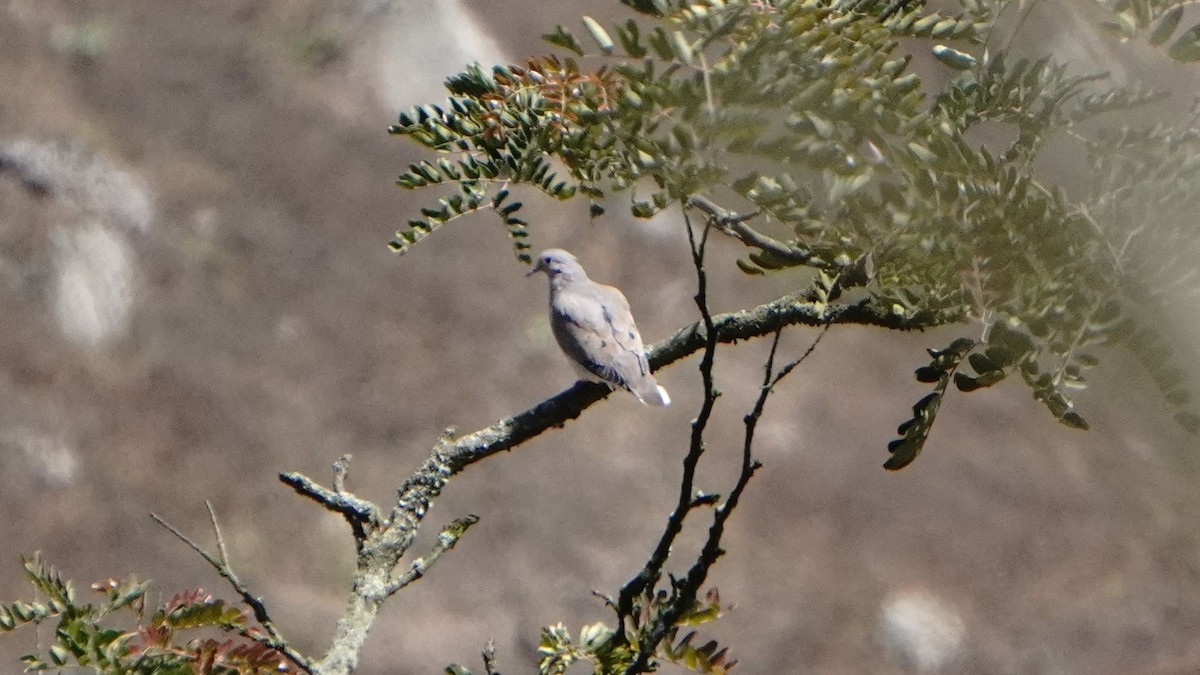 Zenaida Torcaza - ML646293223