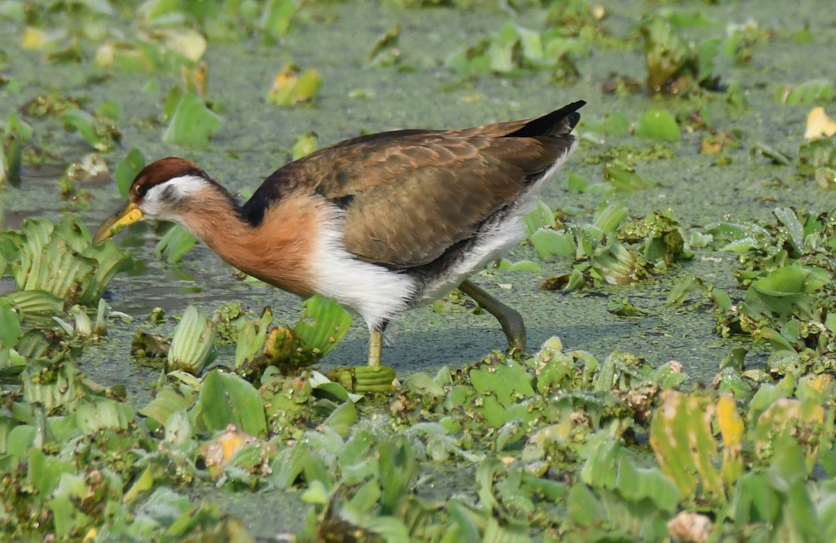 Jacana Colilarga - ML646293227