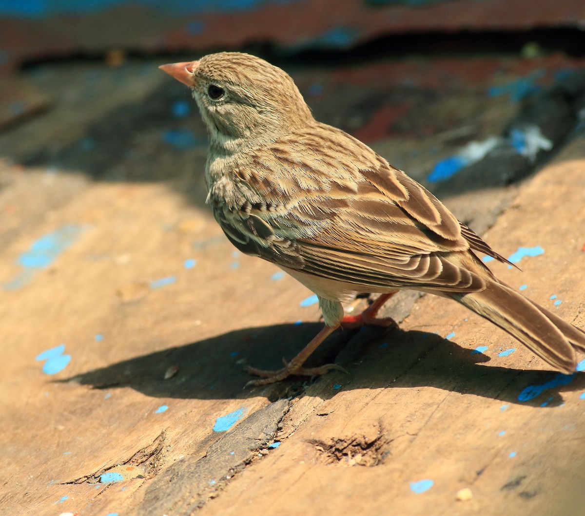 Escribano Cabecigrís - ML646293228