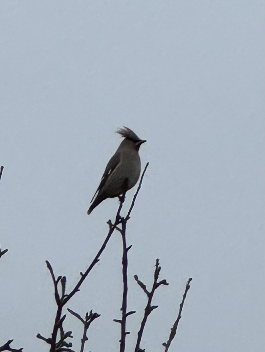 Ampelis Europeo - ML646293229