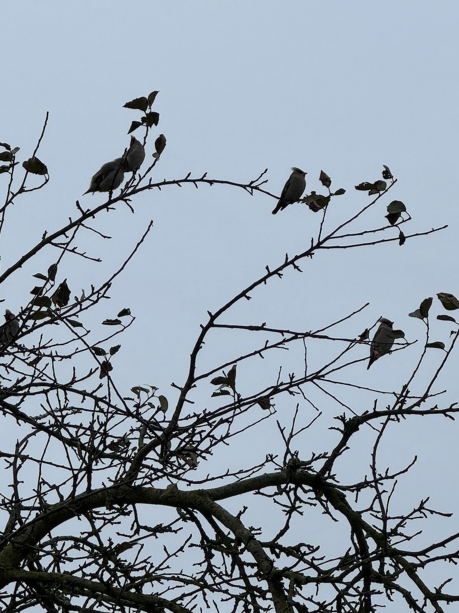 Ampelis Europeo - ML646293230