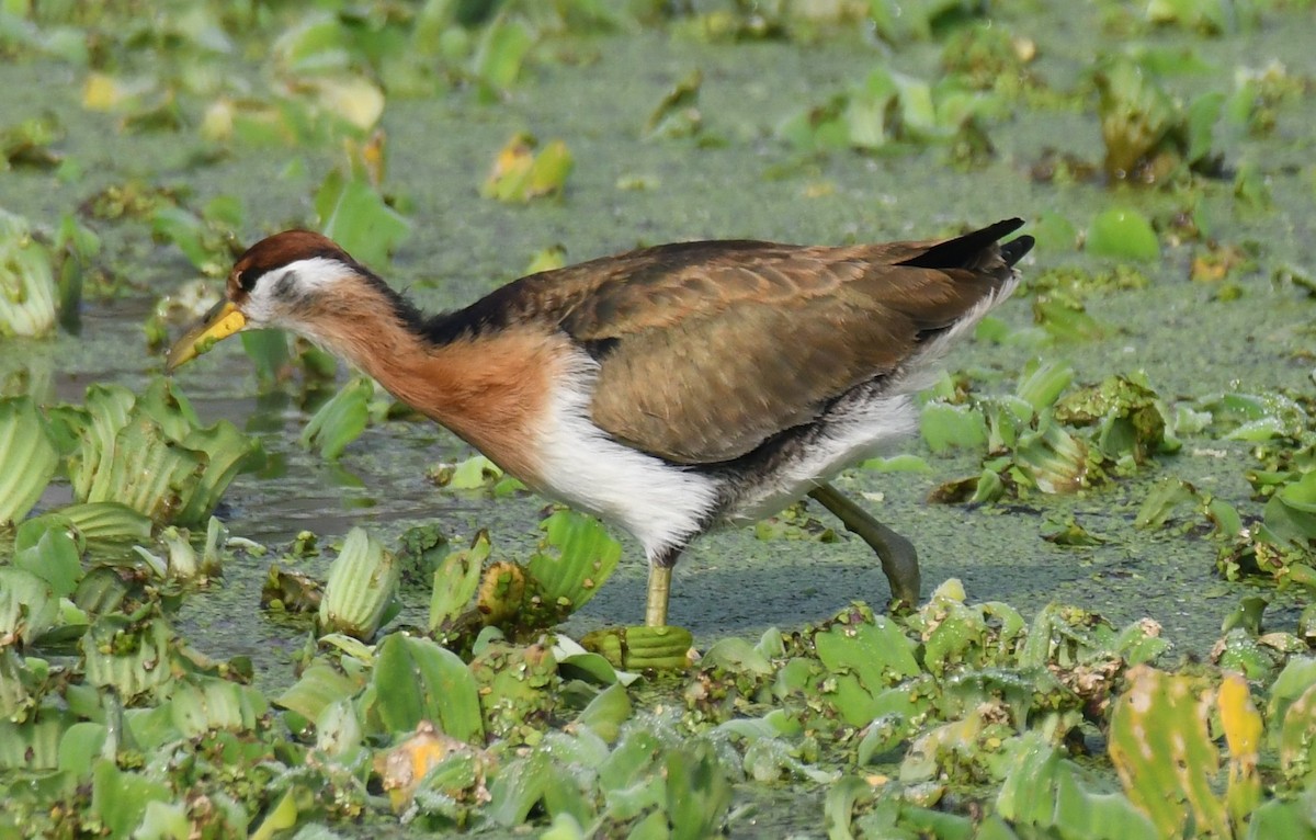 Jacana Colilarga - ML646293231