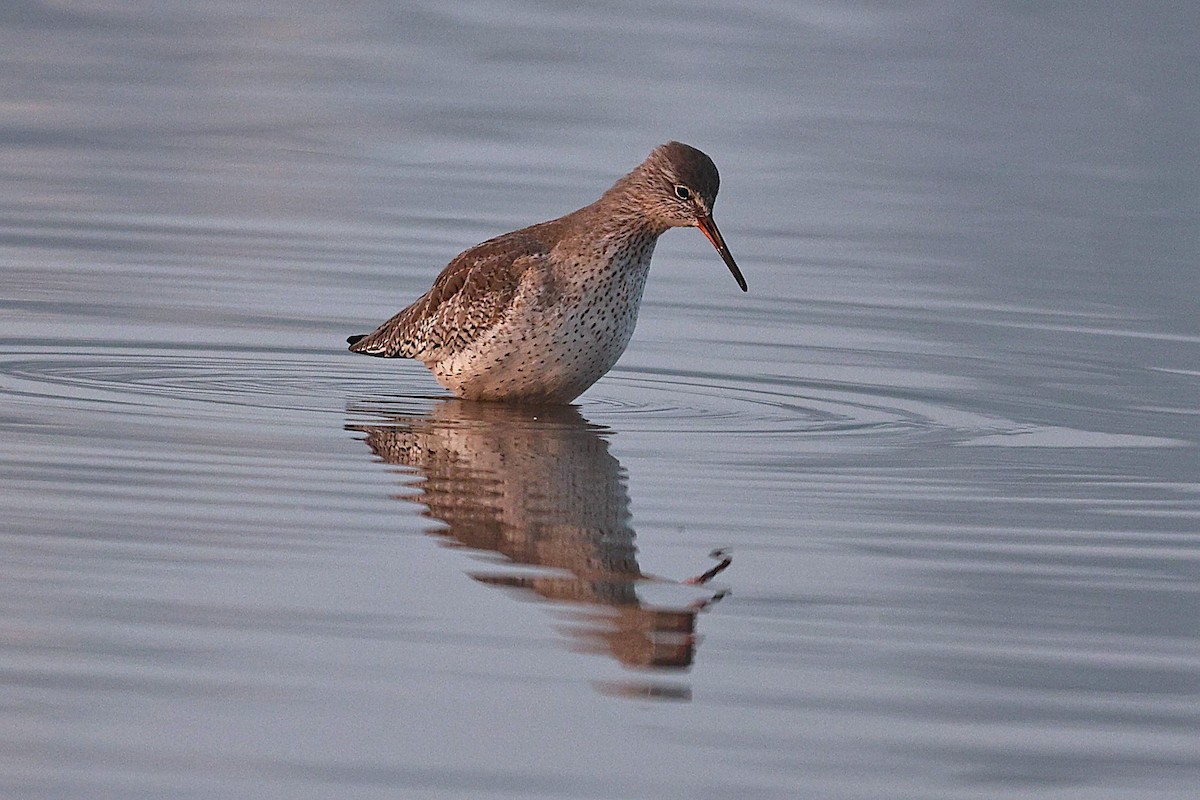 Archibebe Oscuro - ML646293238