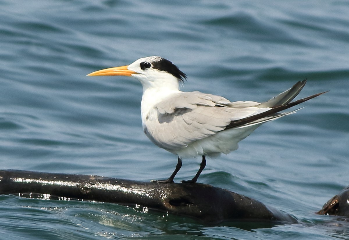 Charrán Bengalí - ML646293239