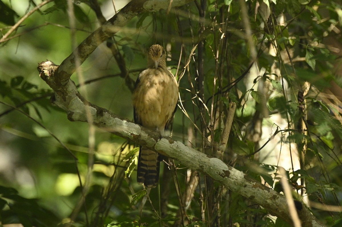 Caracara Chimachima - ML646293240