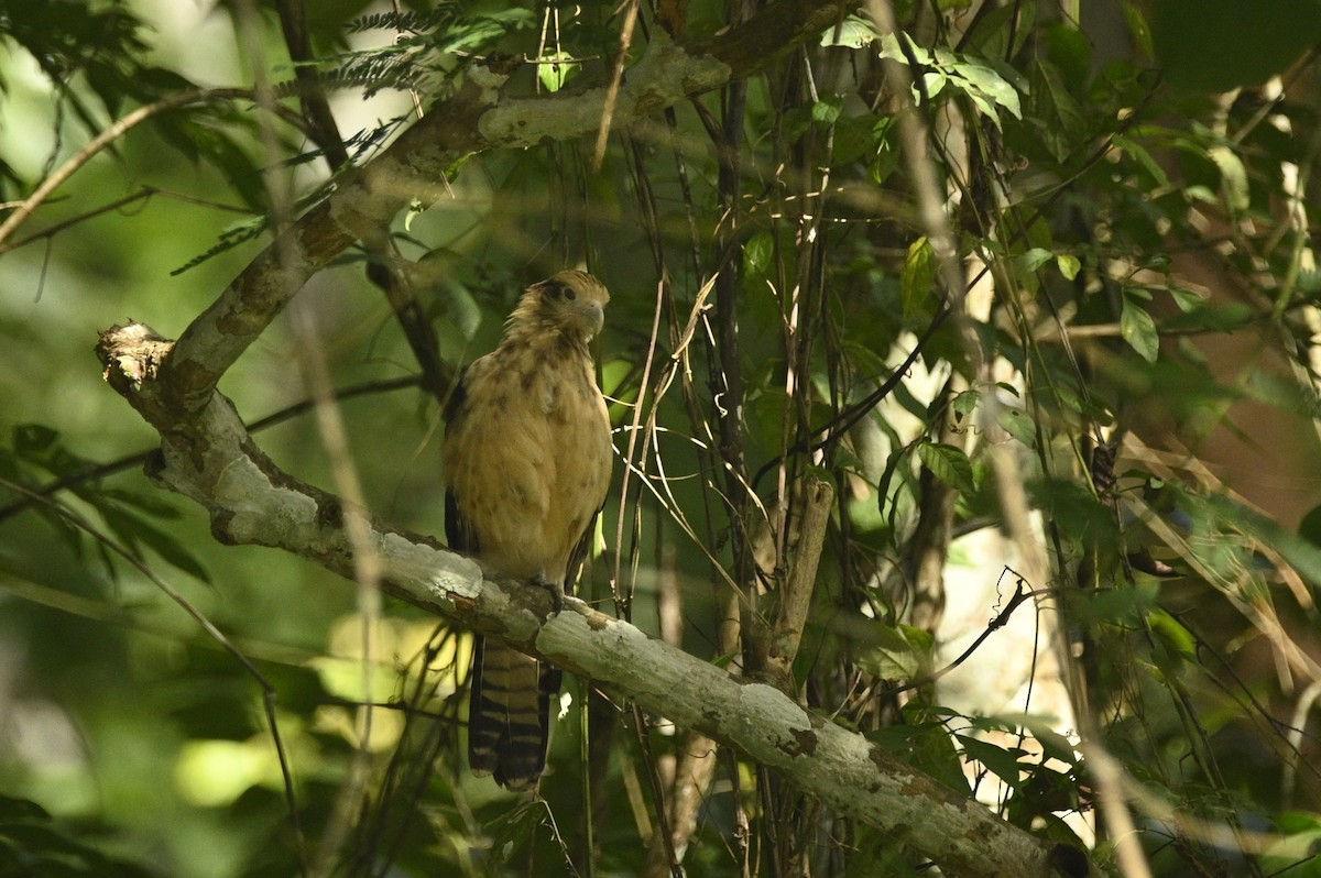 Caracara Chimachima - ML646293241