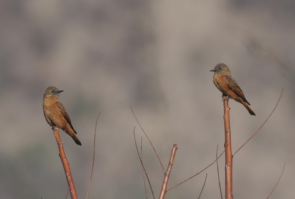 Birro Roquero (Belicoso) - ML646293242