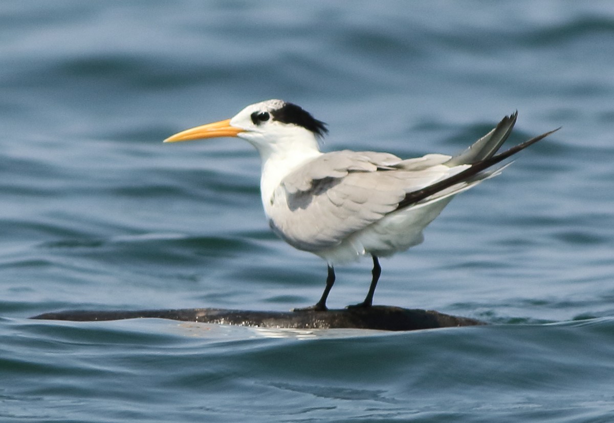 Charrán Bengalí - ML646293245